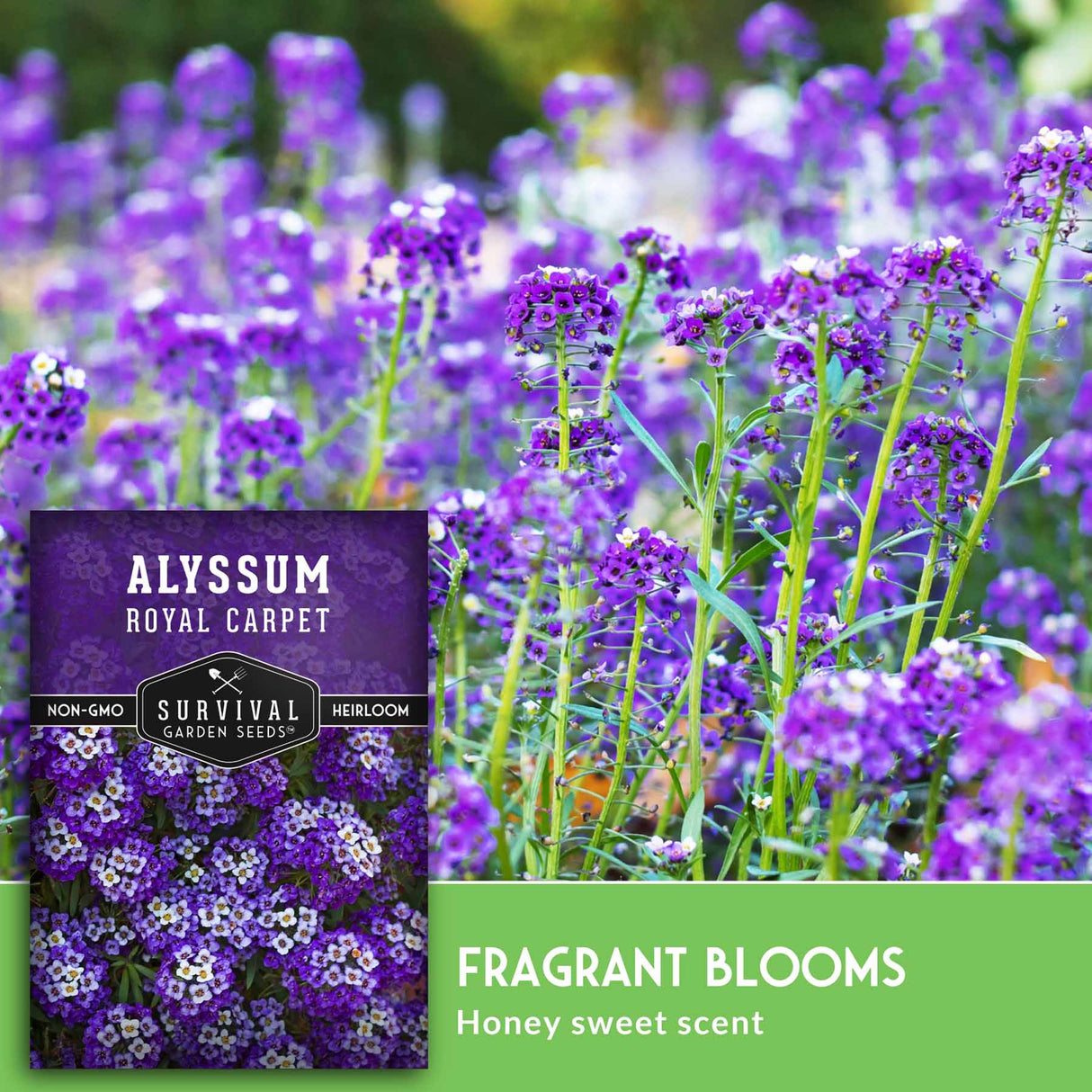 Alyssum Royal Carpet seed packet with purple flowers in the background