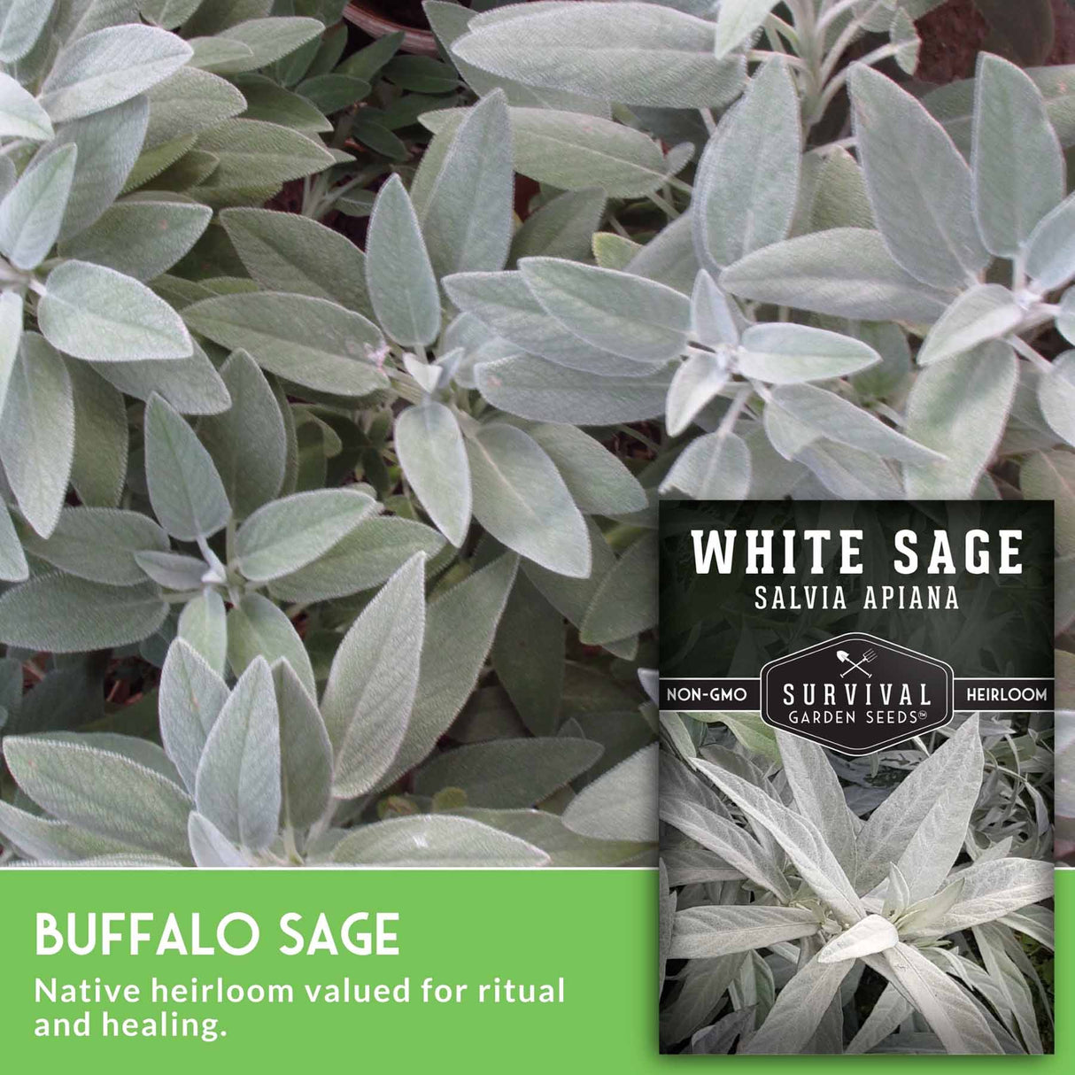 White sage plant with a seed packet labeled 'White Sage' from Survival Garden Seeds.