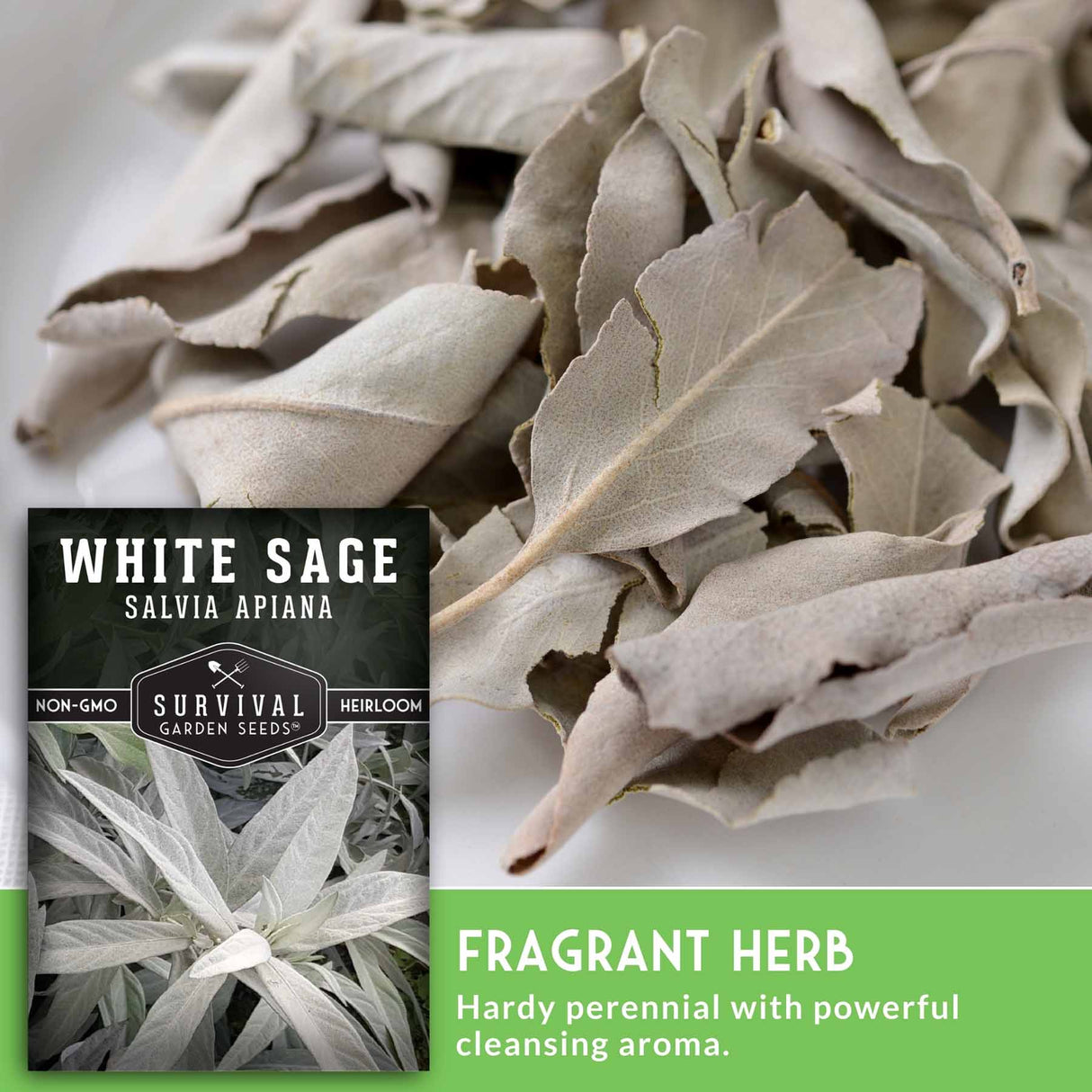 White sage leaves with a seed packet labeled 'White Sage' on a white background.