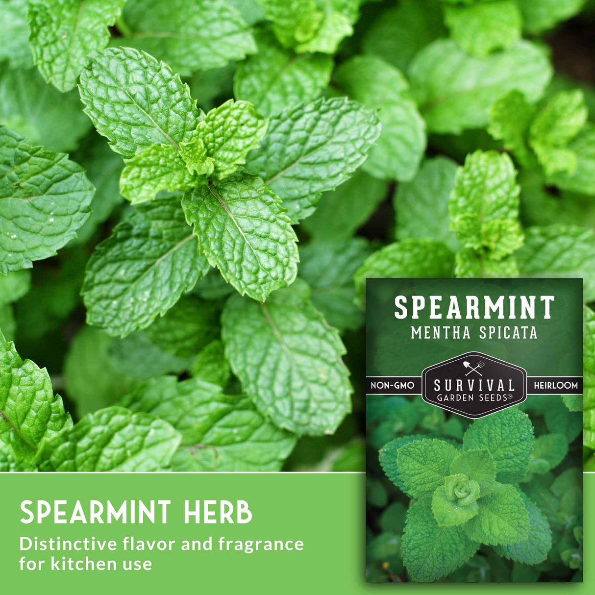 closeup of spearmint leaves and seed packet