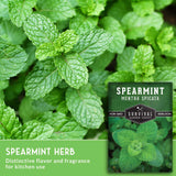 closeup of spearmint leaves and seed packet