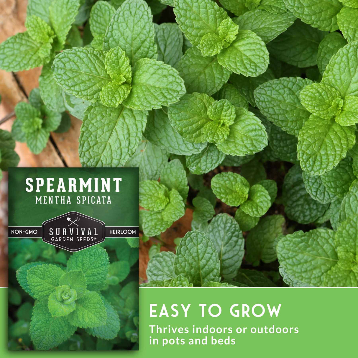 Closeup of spearmint leaves with text that says easy to grow