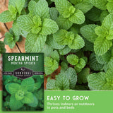 Closeup of spearmint leaves with text that says easy to grow