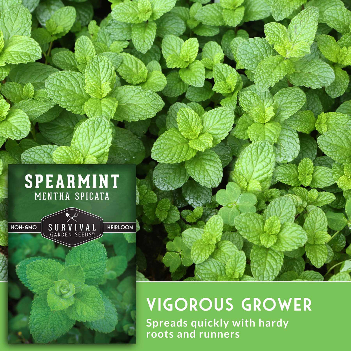 Spearmint plant and seed packet with text that says vigorous grower