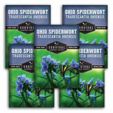 Five packages of Survival Garden Seeds Ohio Spiderwort with butterfly illustration on a white background