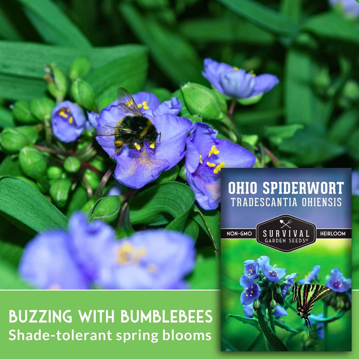 Ohio Spiderwort flowers with a bumblebee and Survival Garden Seeds packaging.