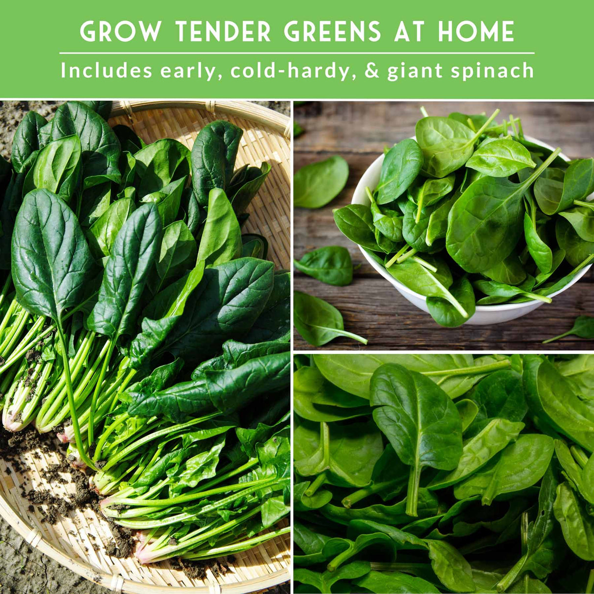 Collage of spinach images with text promoting home gardening.
