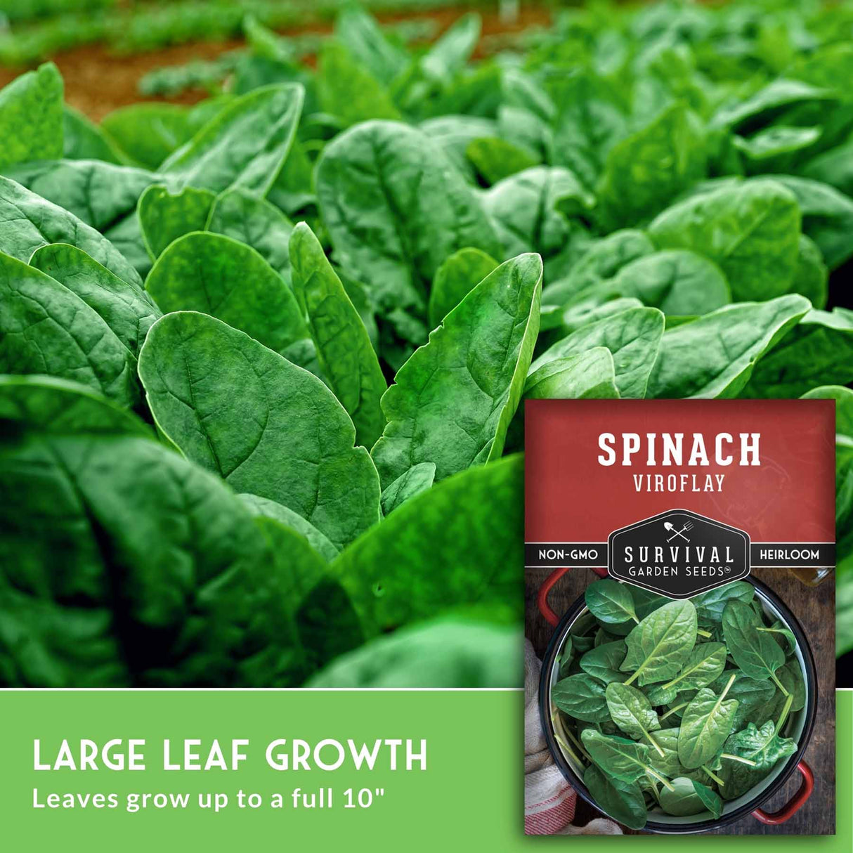 Spinach seed packet with large leaf growth text and green spinach plants in the background
