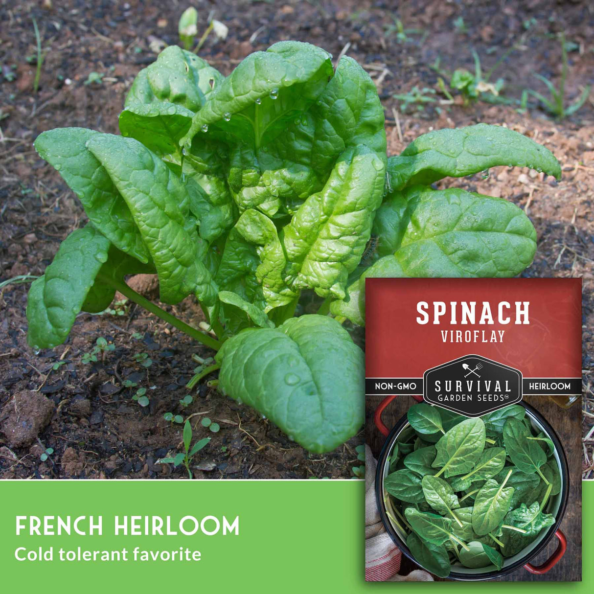 Spinach plant in soil with Survival Garden Seeds packaging