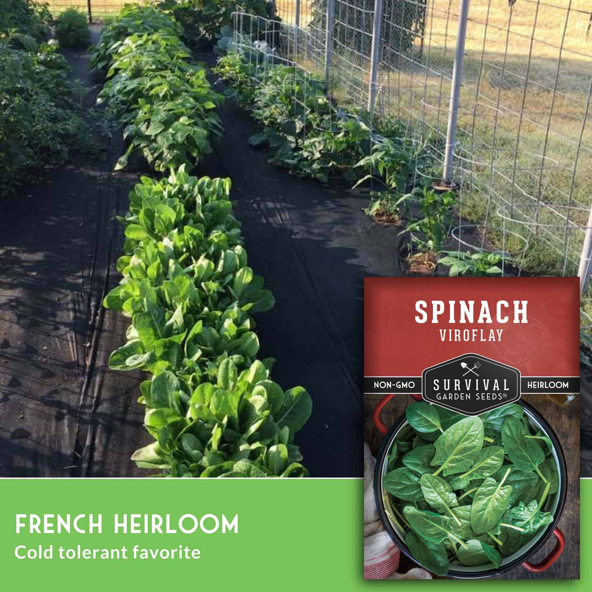 Spinach plants growing in a garden with a seed packet overlay.