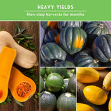 Collage of various squash and gourds with text about heavy yields and non-stop harvests.