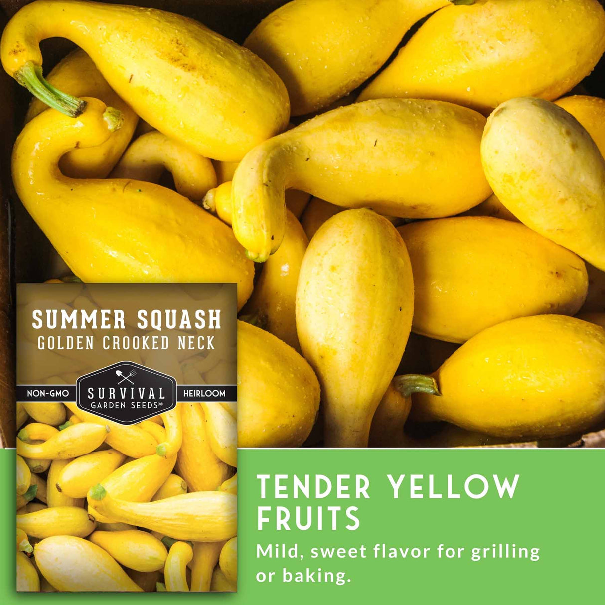 Yellow squash with a label for 'Summer Squash Golden Crooked Neck' from Survival Garden Seeds.