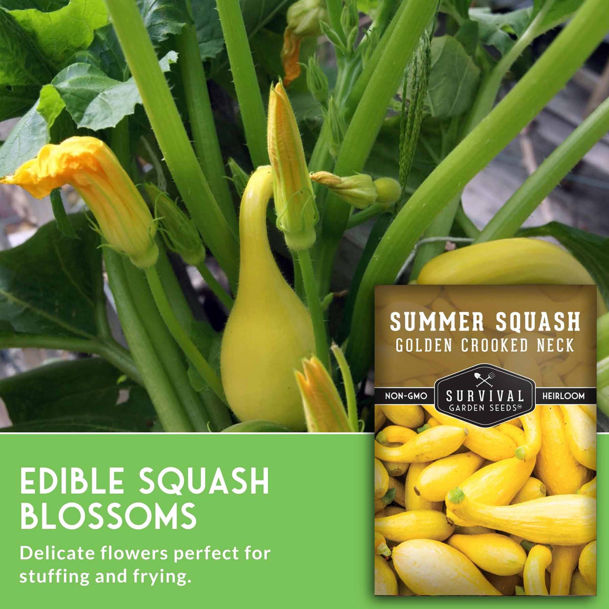 Summer squash plant with yellow flowers and a label for 'Survival Garden Seeds' on a green background.