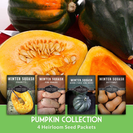 Heirloom seed packets for winter squash with a pumpkin display in the background.
