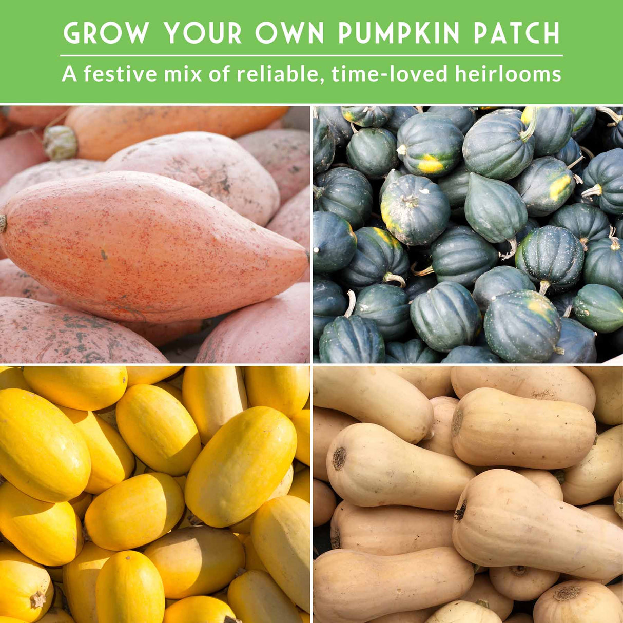 Collage of different types of pumpkins with text promoting heirloom pumpkin seeds.