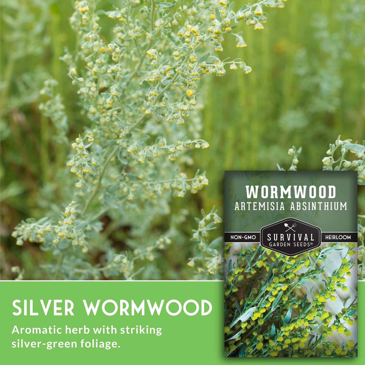 Silver wormwood plant with a seed packet labeled 'Survival Garden Seeds' on a green background.