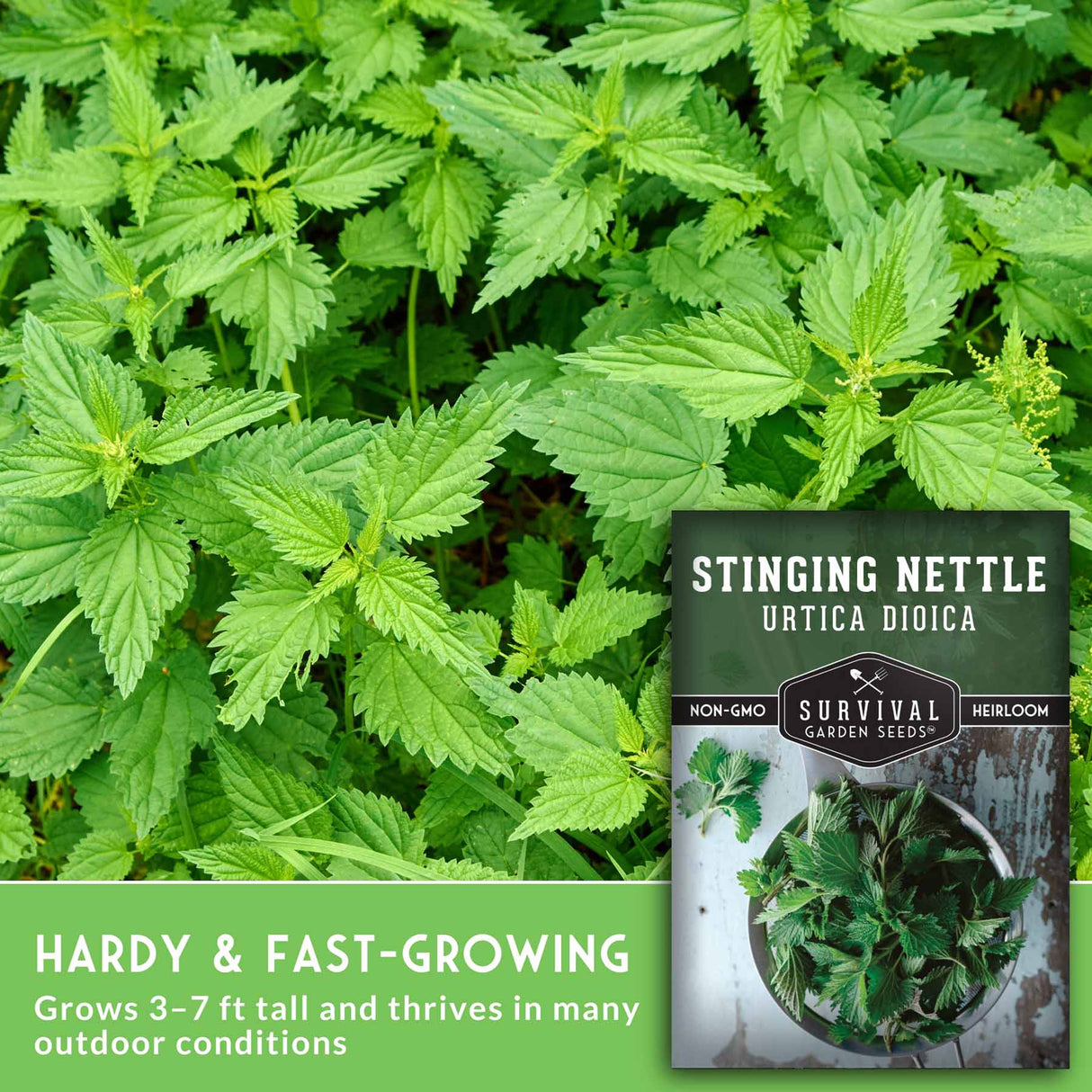 Stinging nettle plant with a seed packet labeled 'Survival Garden Seeds' on a green background.