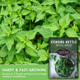 Stinging nettle plant with a seed packet labeled 'Survival Garden Seeds' on a green background.