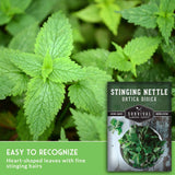 Stinging nettle plant with a seed packet labeled 'Survival Garden Seeds' on a green leafy background.