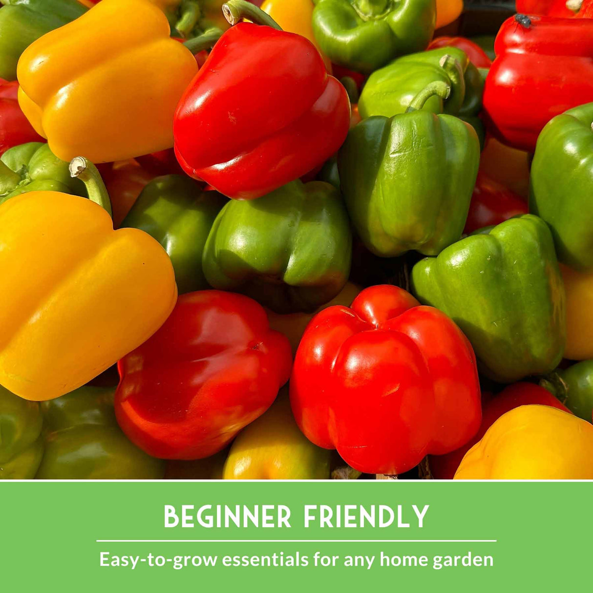 Assorted colorful bell peppers with a text overlay about beginner-friendly gardening.