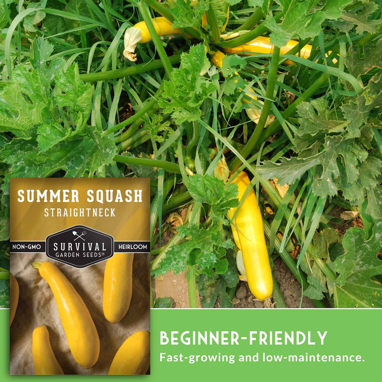 Yellow summer squash growing on a plant with 'Survival Garden Seeds' packaging.