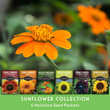 Sunflower seed packets with a sunflower in the foreground on a green background