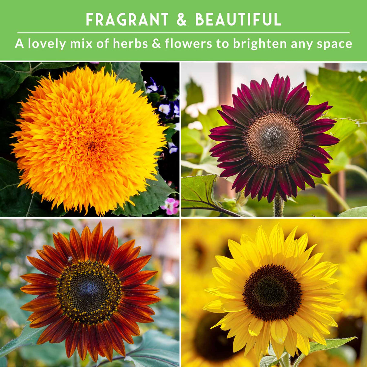 Collage of sunflowers with text 'Fragrant & Beautiful' and 'A lovely mix of herbs & flowers to brighten any space'.