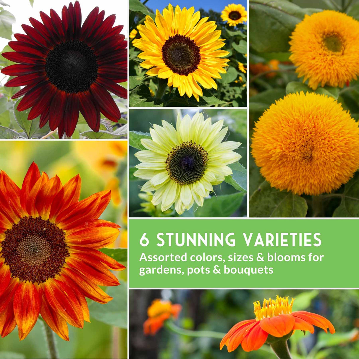 Collage of sunflowers in various colors with text about six stunning varieties.