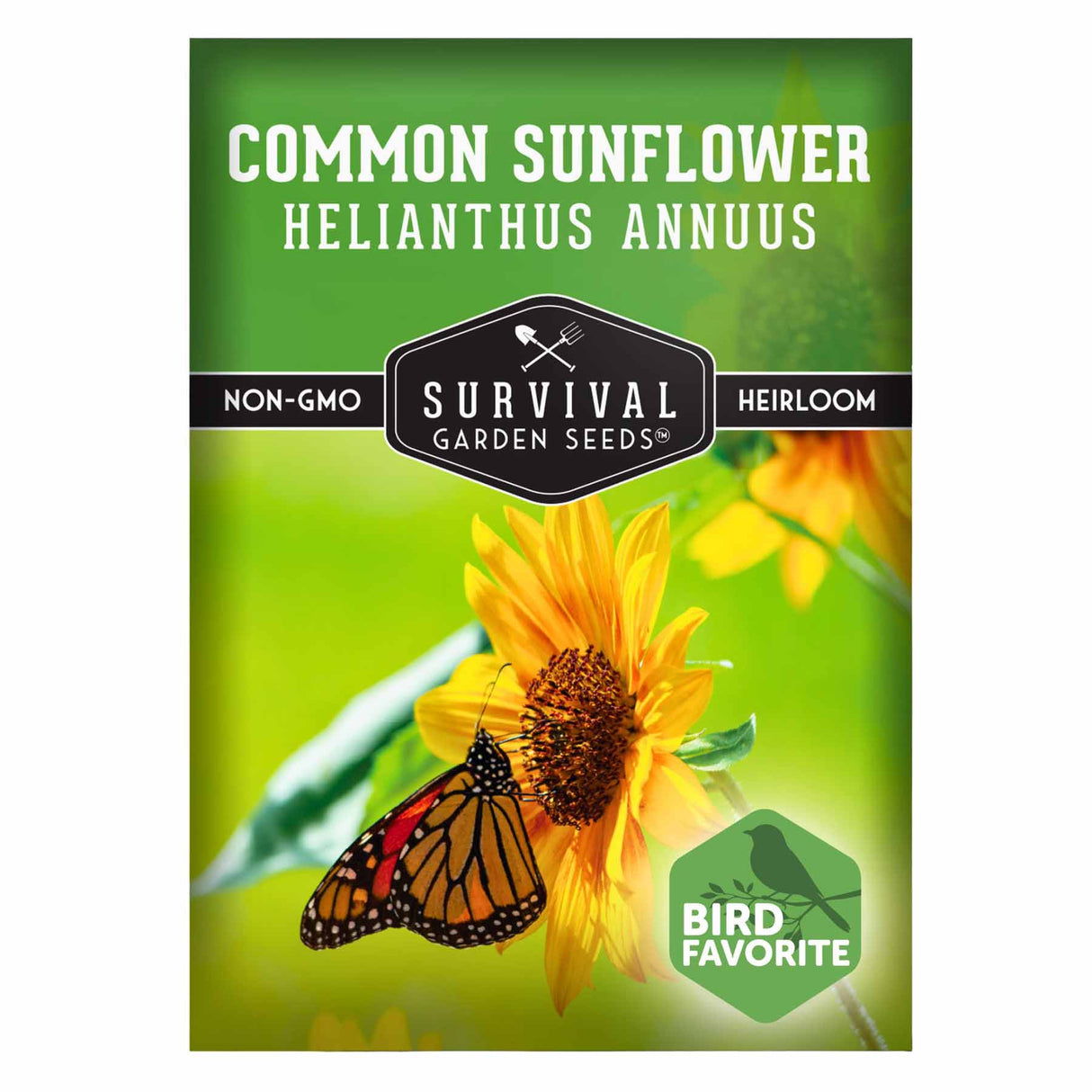 Common Sunflower Seeds - Helianthus annuus
