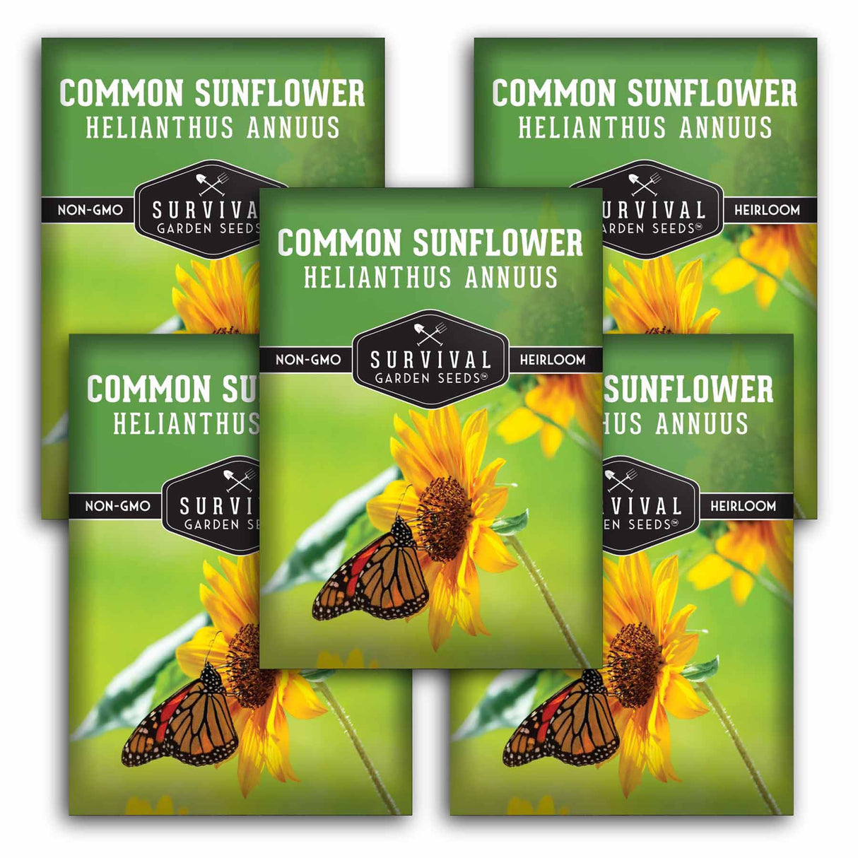 Common Sunflower Seeds - Helianthus annuus