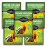 Common Sunflower Seeds - Helianthus annuus