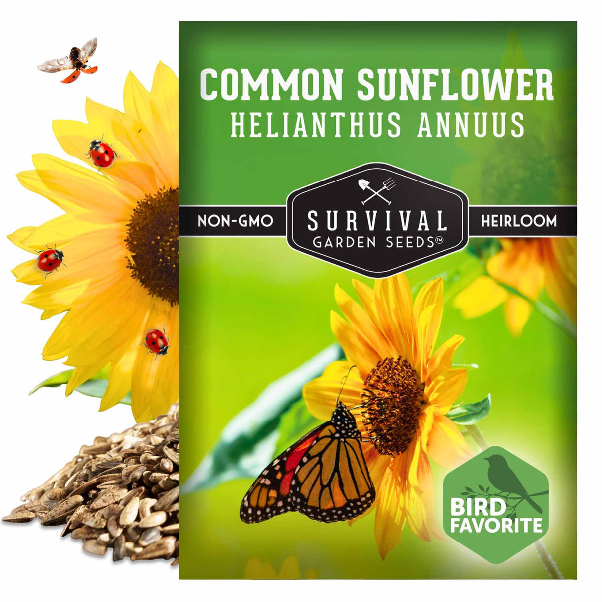 Common Sunflower Seeds - Helianthus annuus