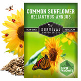 Common Sunflower Seeds - Helianthus annuus