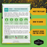 Common Sunflower Seeds - Helianthus annuus