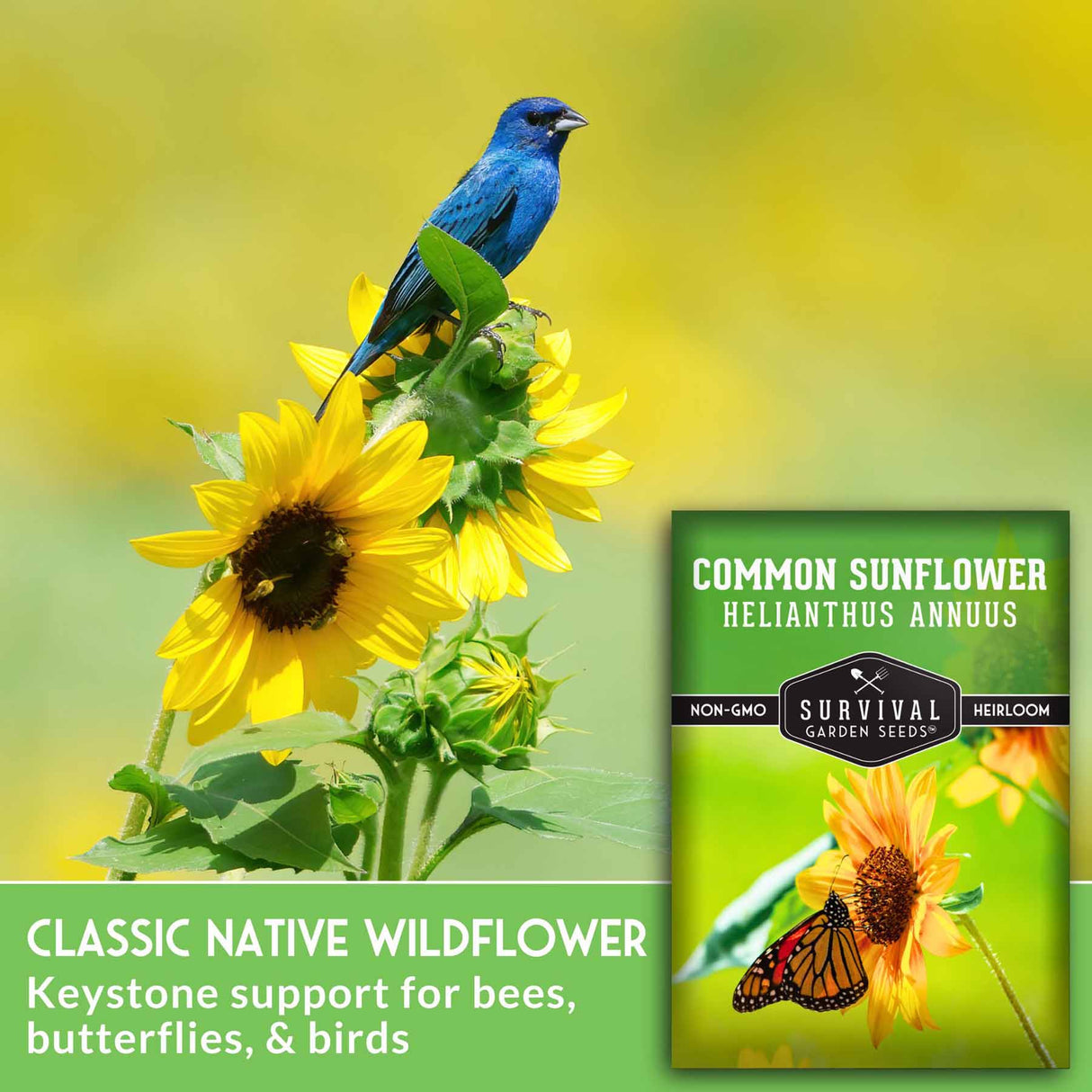 Common Sunflower Seeds - Helianthus annuus