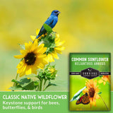 Common Sunflower Seeds - Helianthus annuus