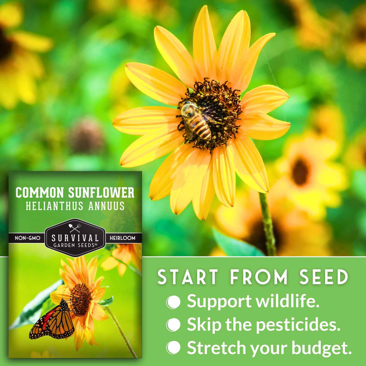Common Sunflower Seeds - Helianthus annuus