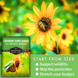 Common Sunflower Seeds - Helianthus annuus