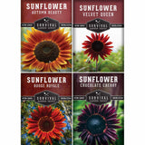 Four packages of Survival Garden Seeds sunflower varieties on a white background.