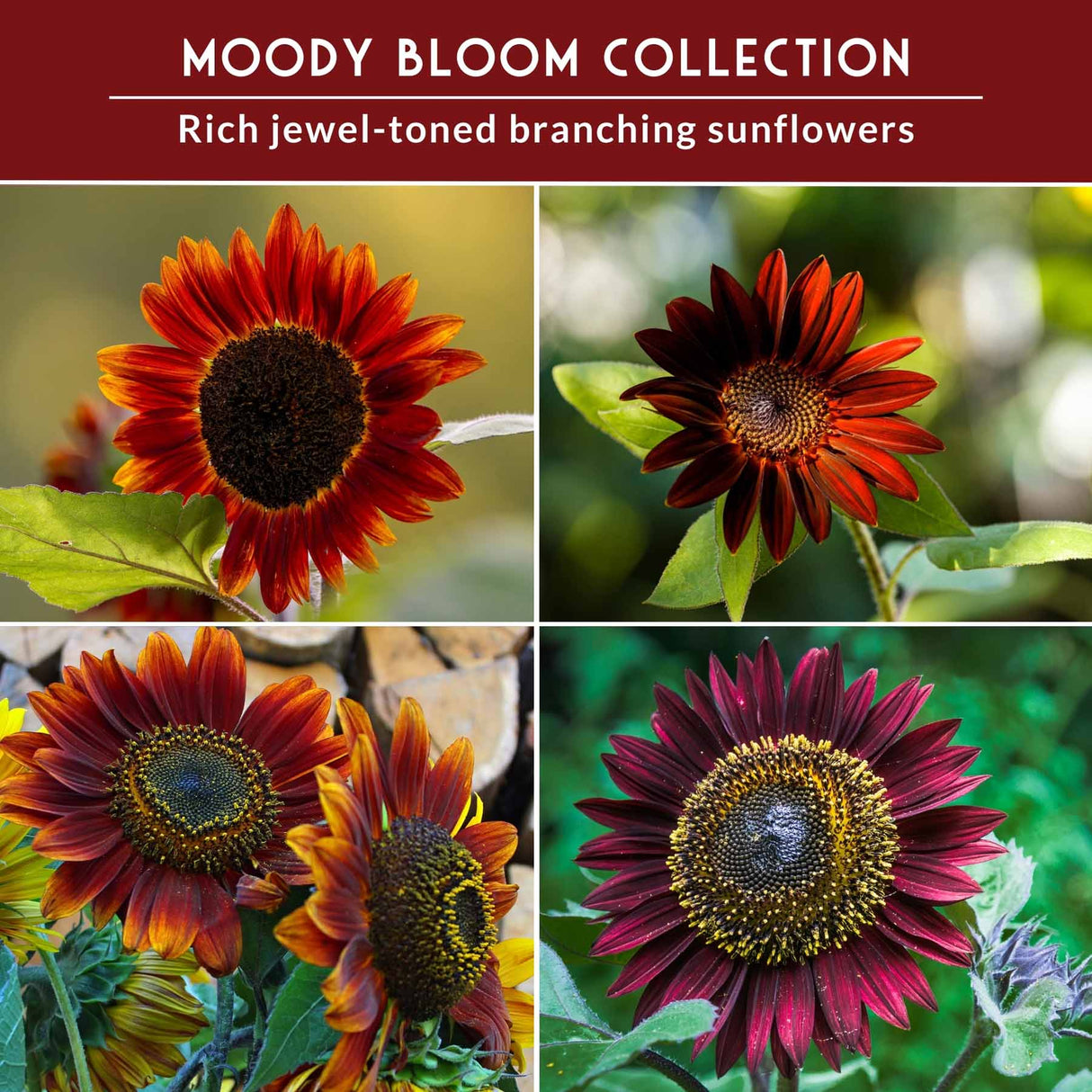Collage of sunflowers with 'Moody Bloom Collection' text on a red background.