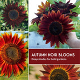Collage of autumn sunflowers with deep red and orange hues, labeled 'Autumn Noir Blooms'.
