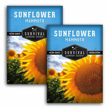 Two seed packet packages for Survival Garden Seeds Sunflower Mammoth shown overlapping on a white background. The packets feature a bright blue header with white text, a black shield logo, and a large sunflower photo on the lower half.