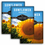 Three seed packet packages for Survival Garden Seeds 'Sunflower Mammoth' are shown overlapping on a white background. The packets feature a bright blue header with white text and a close-up photo of a yellow sunflower.