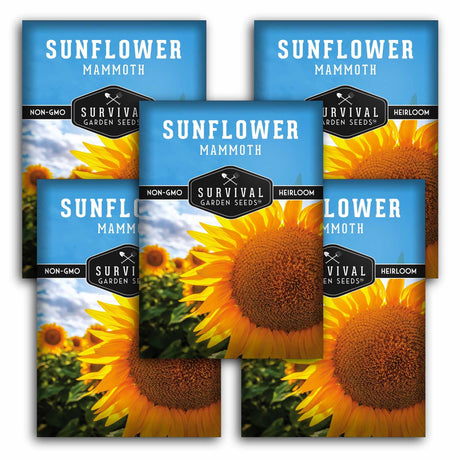 Five seed packet designs for 'Sunflower Mammoth' seeds by Survival Garden Seeds are arranged in a fan-like layout. The packets feature bright blue headers with white text and a large, detailed photograph of a yellow and brown sunflower on the lower portion.