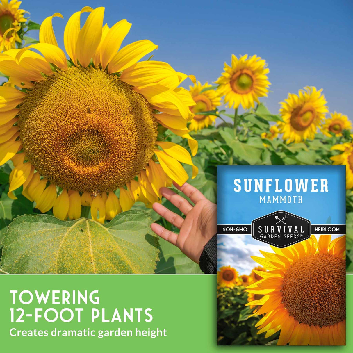 Sunflower seeds promotional image showing a large sunflower in a field, a hand touching the flower, and a seed packet labeled Survival Garden Seeds Sunflower Mammoth. Text at the bottom reads 'Towering 12-foot plants Creates dramatic garden height.