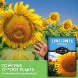 Sunflower seeds promotional image showing a large sunflower in a field, a hand touching the flower, and a seed packet labeled Survival Garden Seeds Sunflower Mammoth. Text at the bottom reads 'Towering 12-foot plants Creates dramatic garden height.