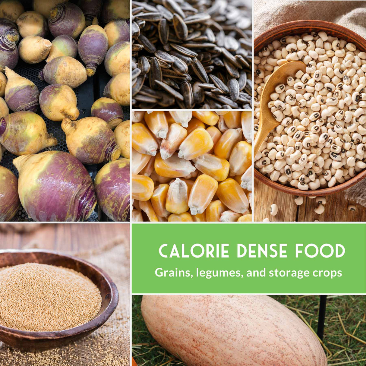 Collage of calorie dense food items including turnips, seeds, corn, and beans with a green label.
