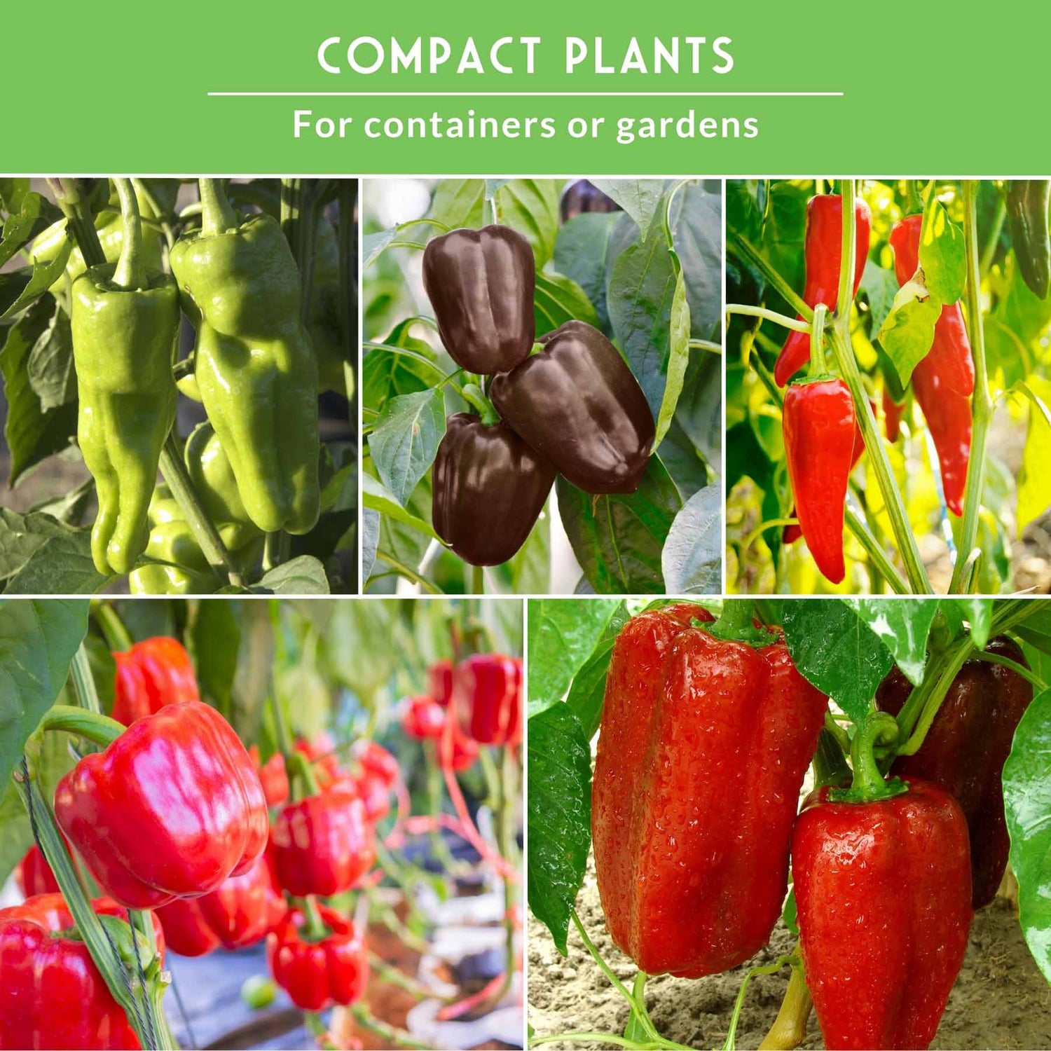 planting bell pepper seeds in pots Sweet Pepper Collection