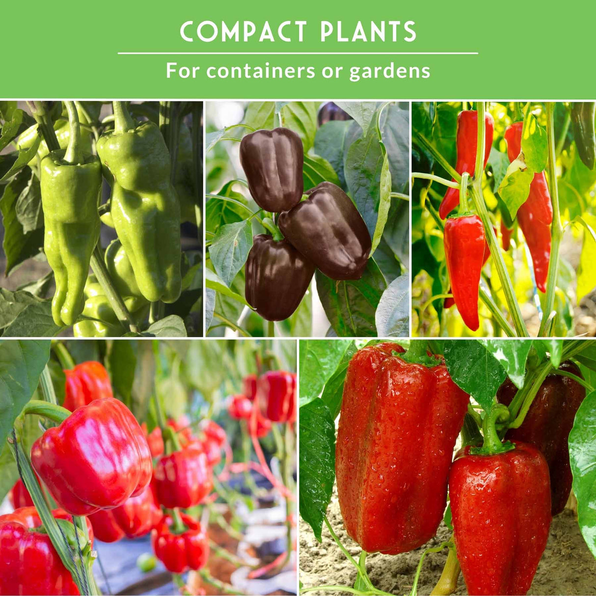 Collage of compact plants including green, red, and brown peppers on a green background.