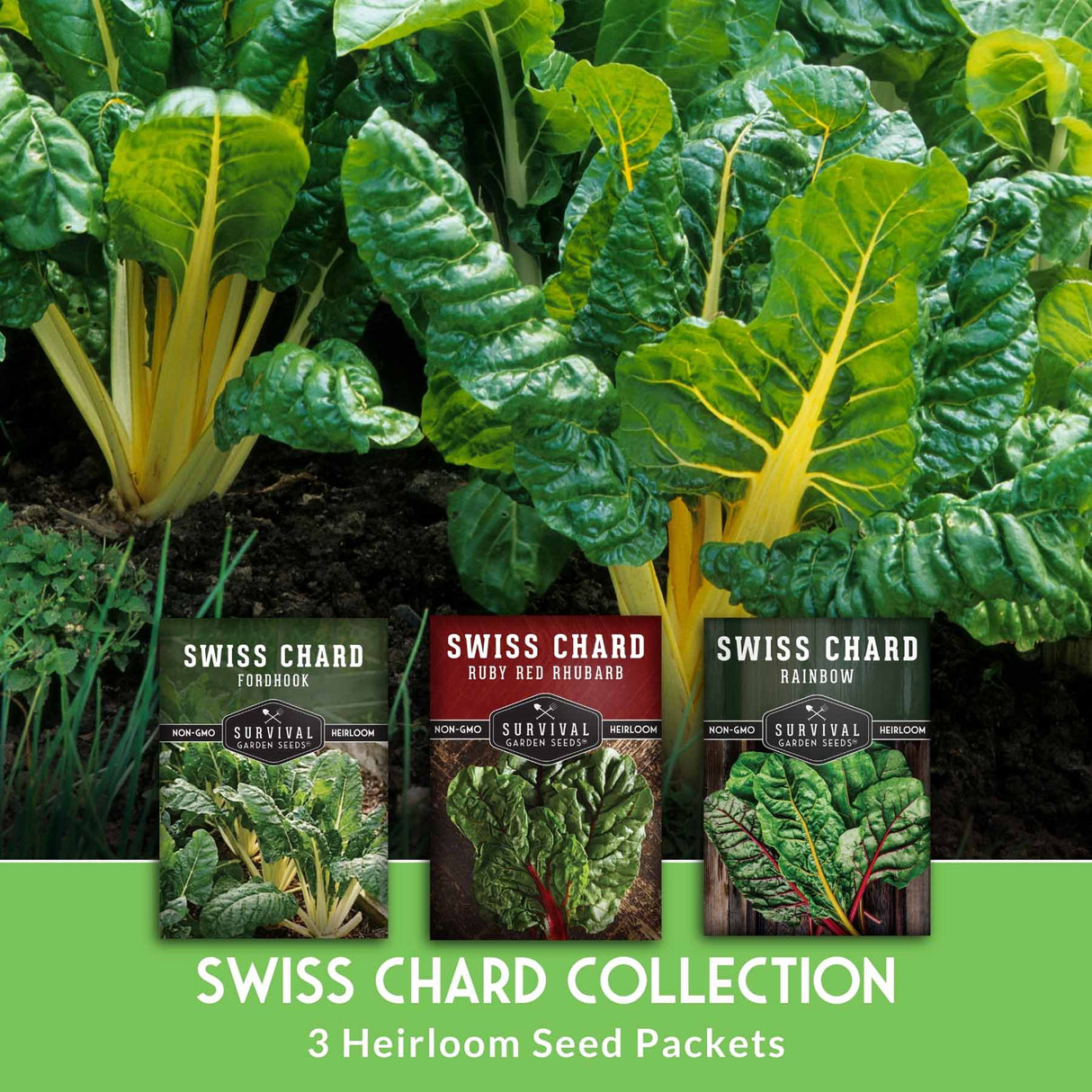 Swiss Chard 3 Variety Seed Collection – Rainbow, Ruby Red, and Fordhook Giant Heirloom Greens for Continuous Harvests